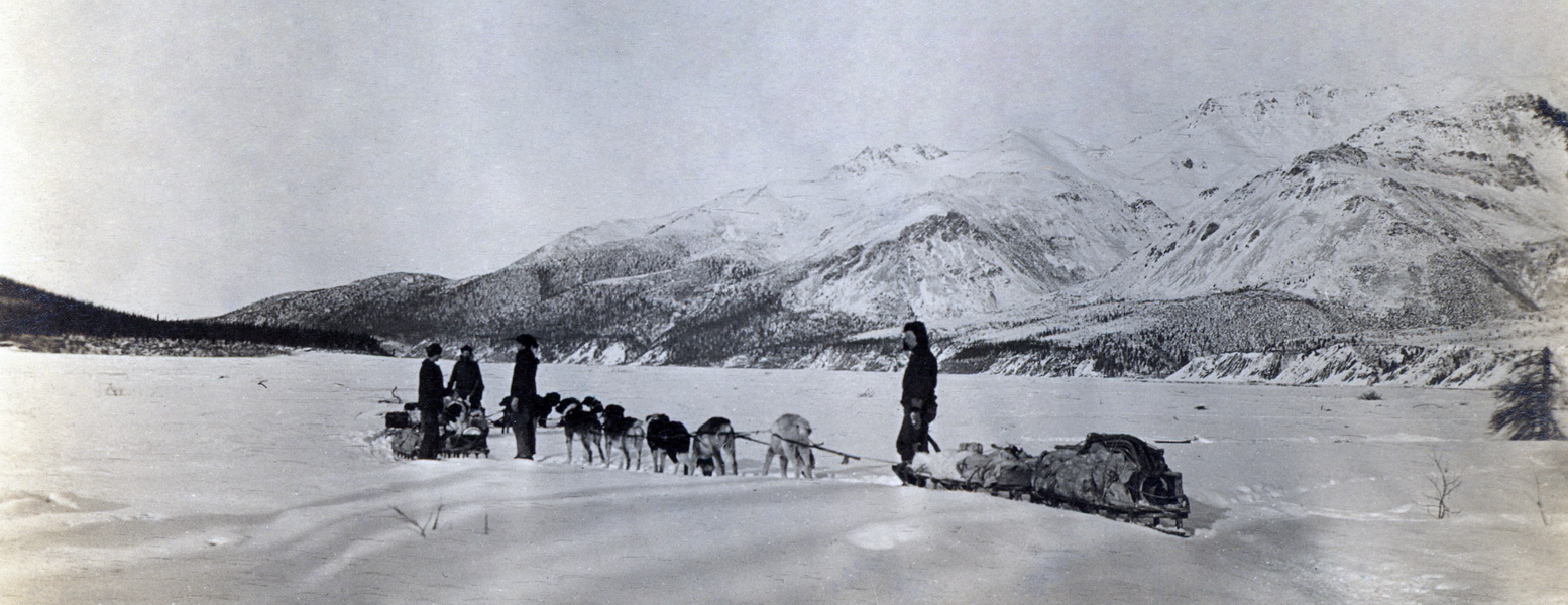 how far can sled dogs travel in a day