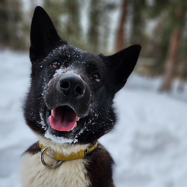 A black dog named Skipper stares expectantly at the camera