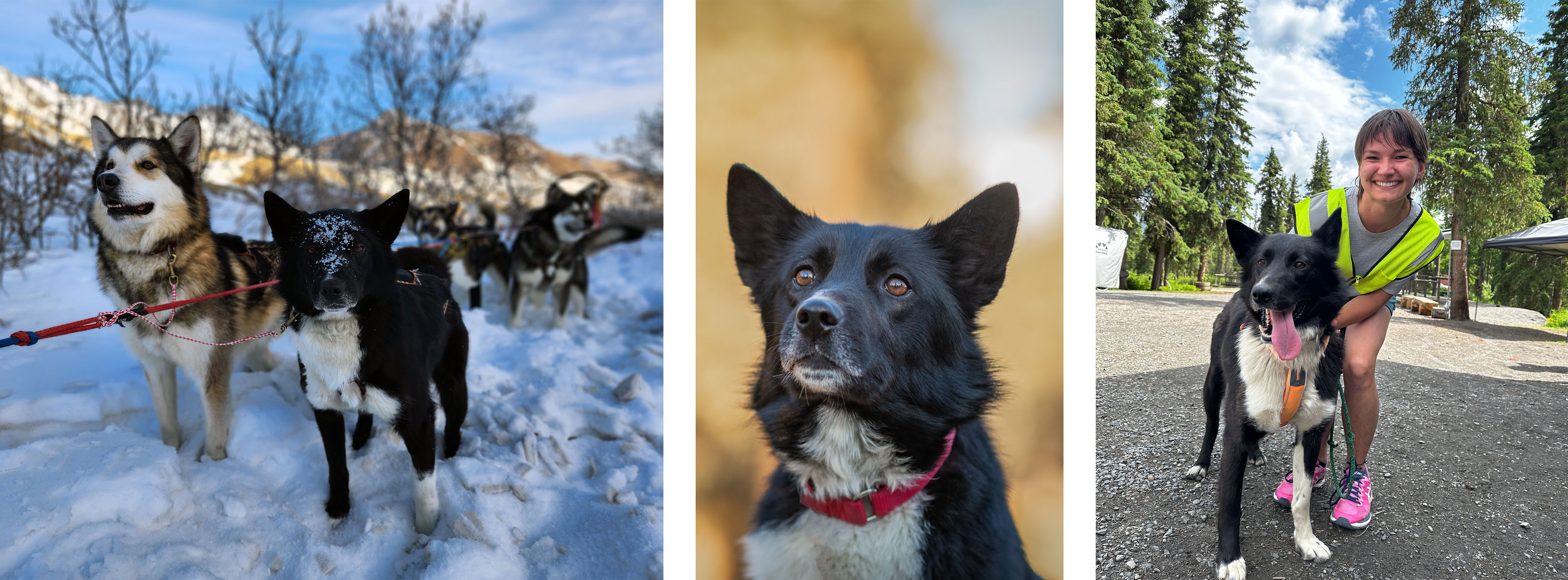 Two sled dogs stand in team, A black husky stares off camera with fall colors in the background, A black dog and her volunteer walker smile for the camera