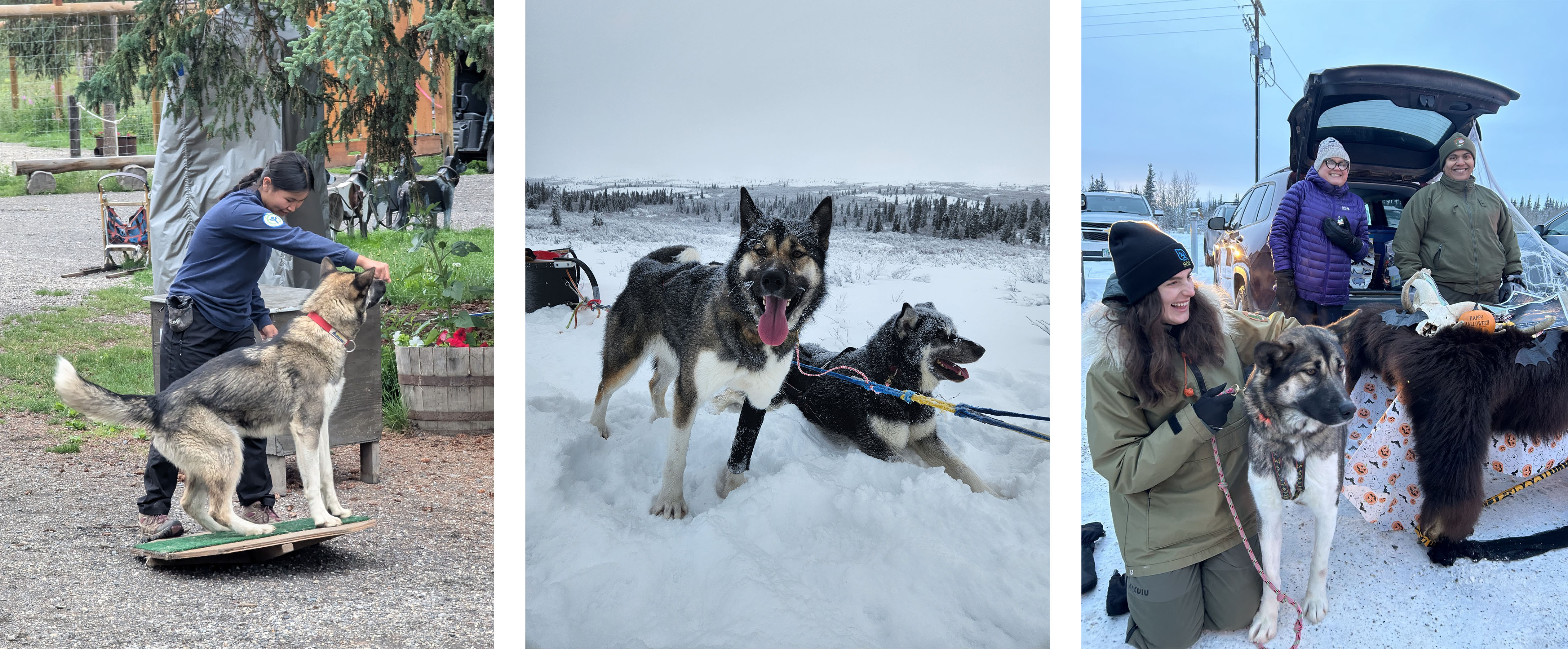 A tan sled dog stands on a wobble board, Two dogs hang out in the snow, a dog and a ranger stand at a Halloween booth
