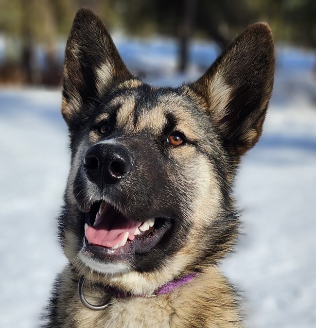 Photo of a tan husky