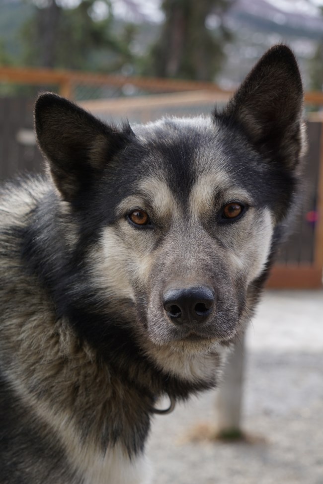 an alaskan husky