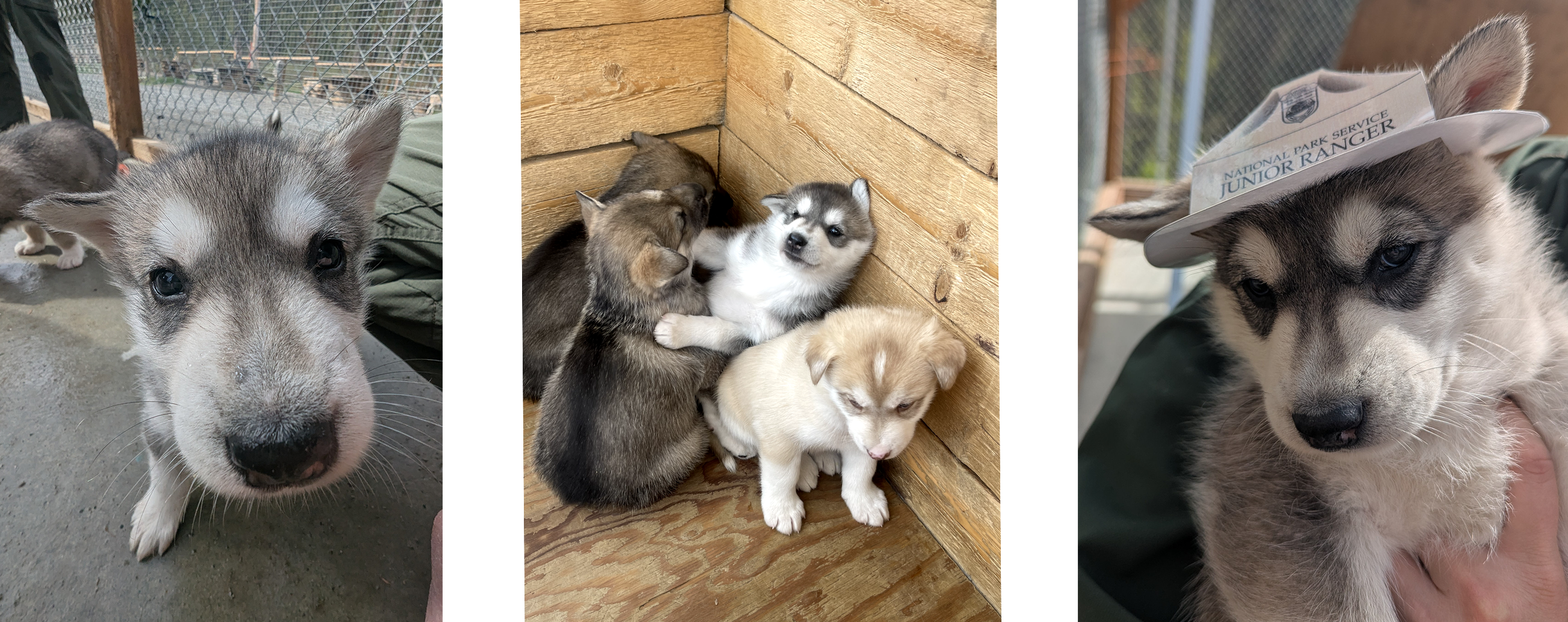 Three photos of a grey sled dog puppy
