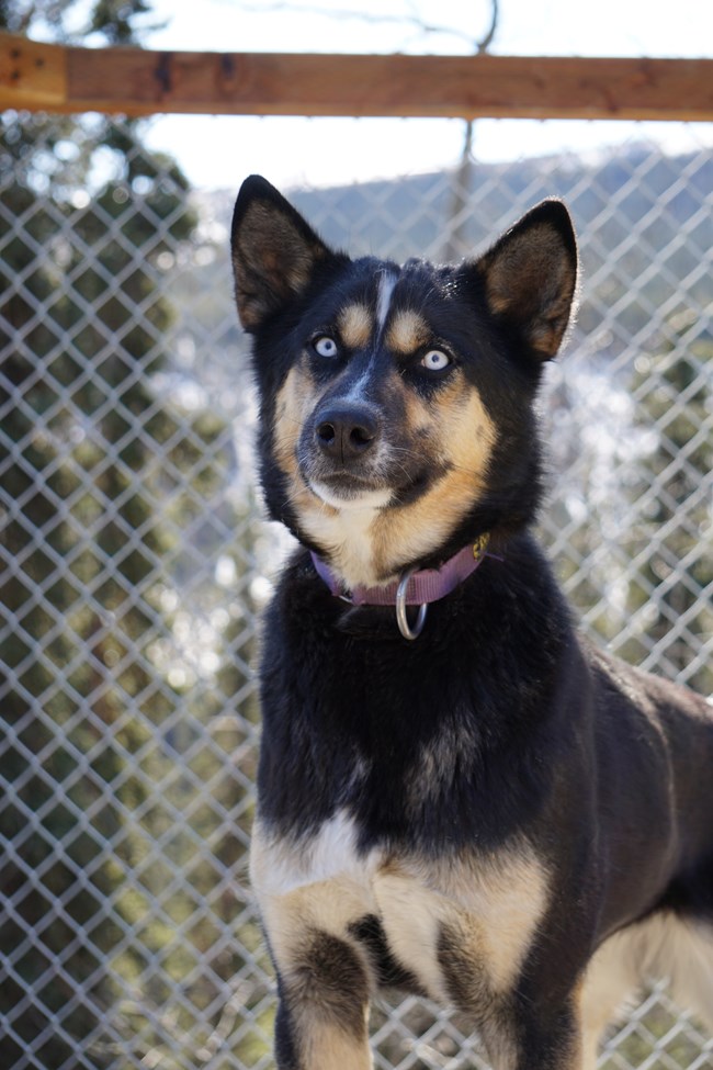 an alaskan husky