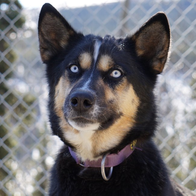 Headshot of a black and brown dog with blue eyes