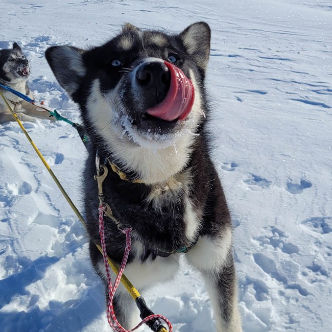 Sled dog in team licking nose