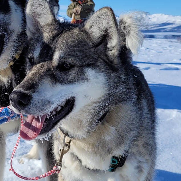 Sled dog in harness