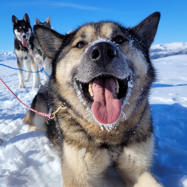 a brown sled dog lays in the snow and smiles for the camera