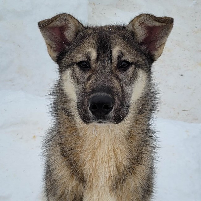 Sled dog looking at camera