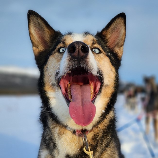 Blue eyed dog smiles with his tongue out