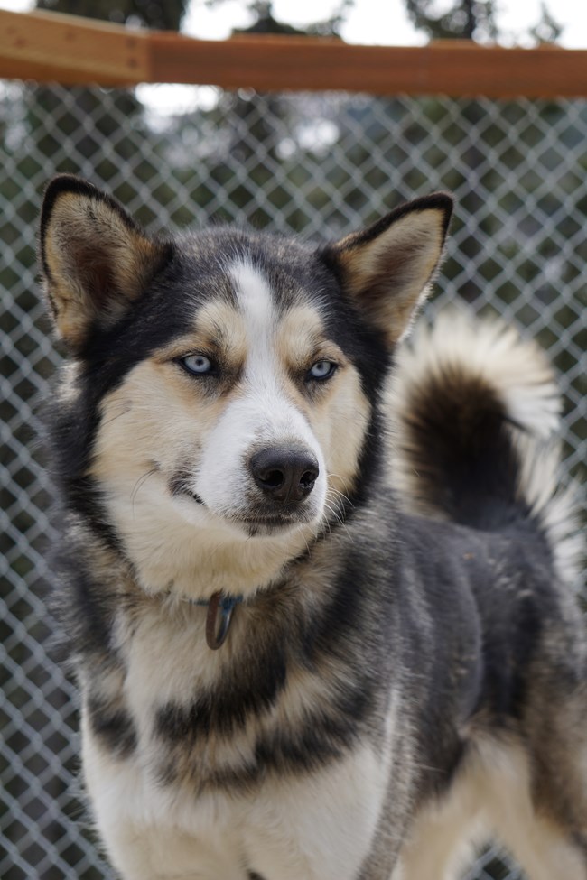 an alaskan husky