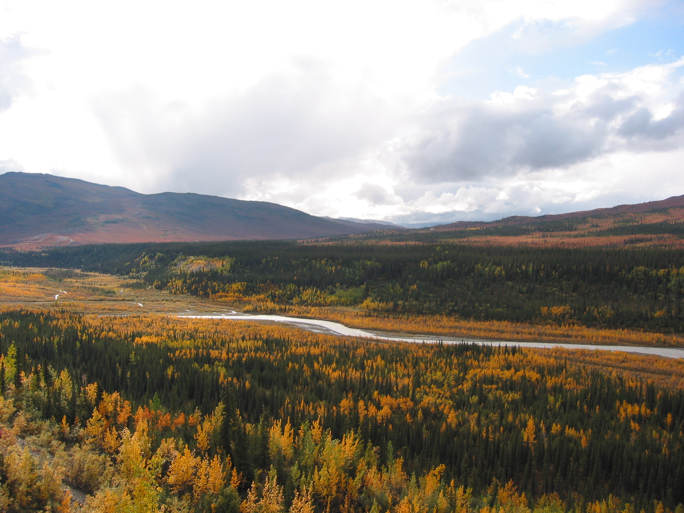 dark green and yellow trees on either side of a narrow stream