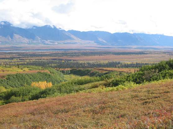 Highway 3 and Broad Pass, seen from a low ridge in Unit 70