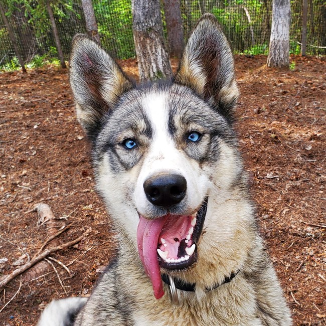 portrait of a white and grey dog with his tongue out