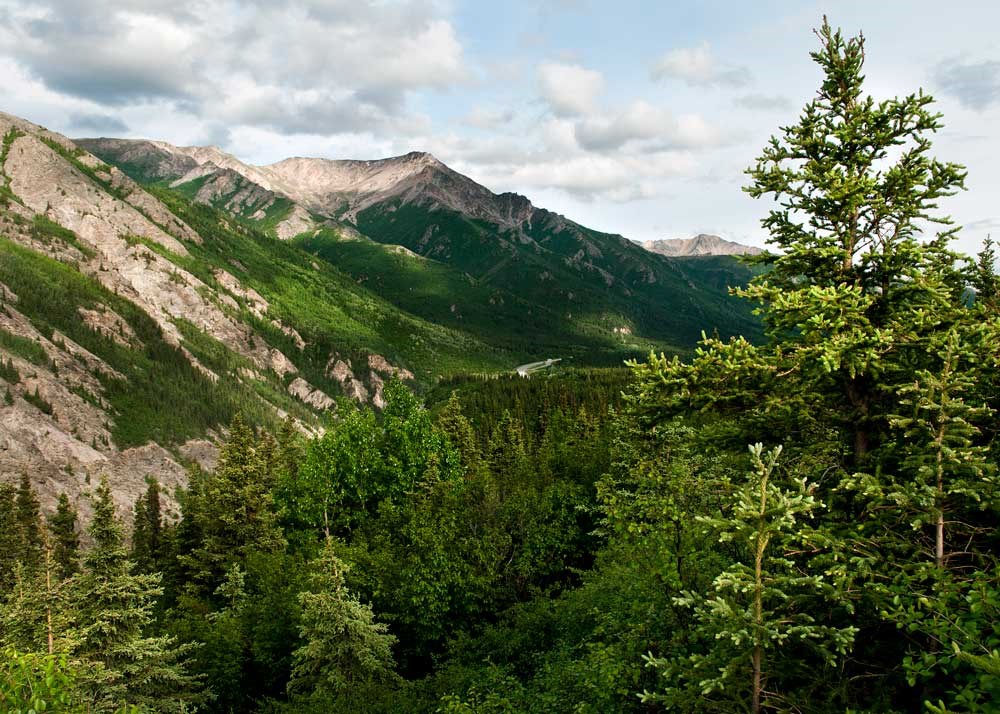 mountains covered in thick spruce forest