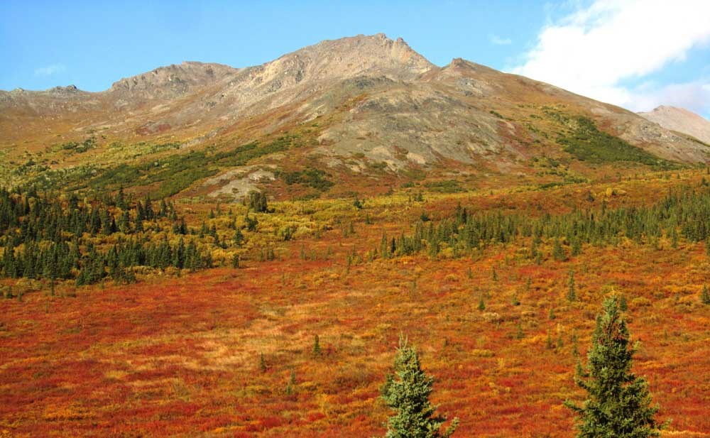 a mountain with scattered trees and bushes on its lower slopes