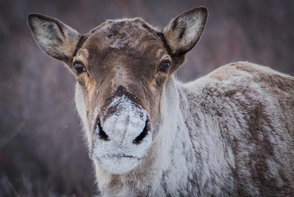 closeup of a caribou face, with snow dusting its nose