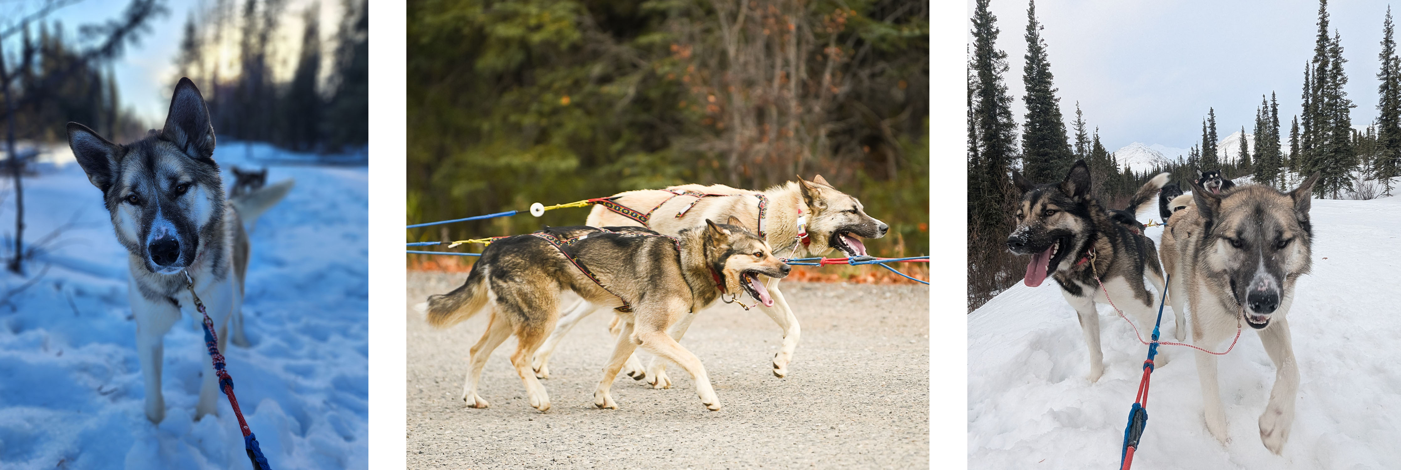 a light tan husky looks at the camera, two sled dogs run in the fall, two sled dogs pull a sled