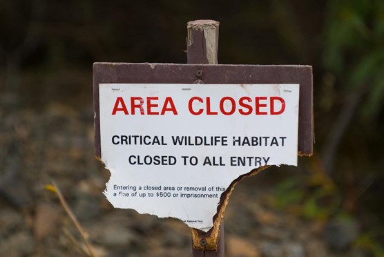 a half-eaten wood sign with the words "Area Closed: Critical Wildlife Habitat Closed to All Entry" a half-eaten wood sign with the words "Area Closed: Critical Wildlife Habitat Closed to All Entry"