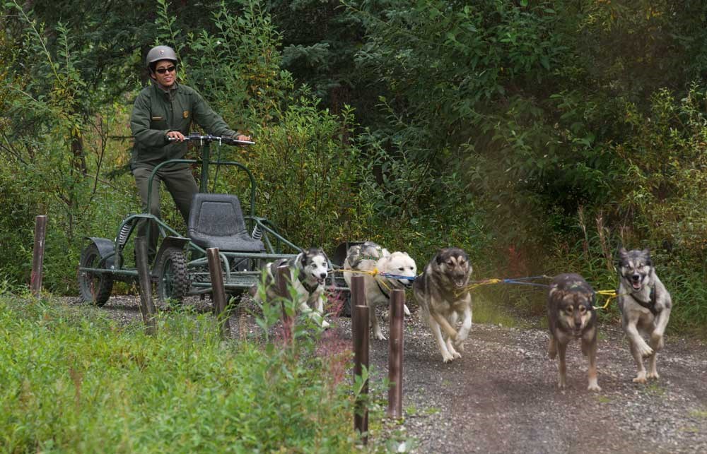 a female ranger wearing a helmet rides a wheeled cart pulled by five huskies a female ranger wearing a helmet rides a wheeled cart pulled by five huskies