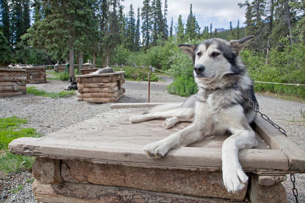 a gray husky sitting on a dog house