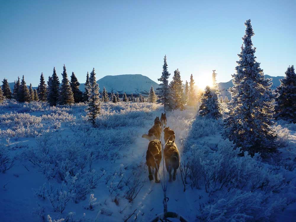 a team of sled dogs running down a snowy trail in a sparse forest under a crystal clear blue sky