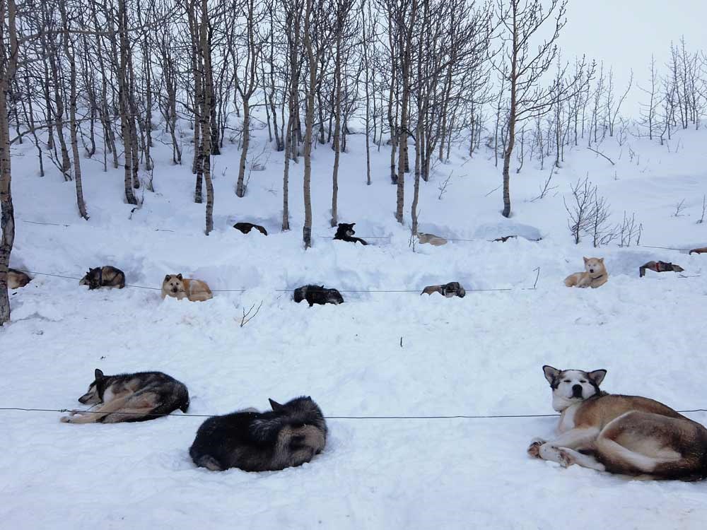 three lines of dogs nested in the snow, tethered to a line