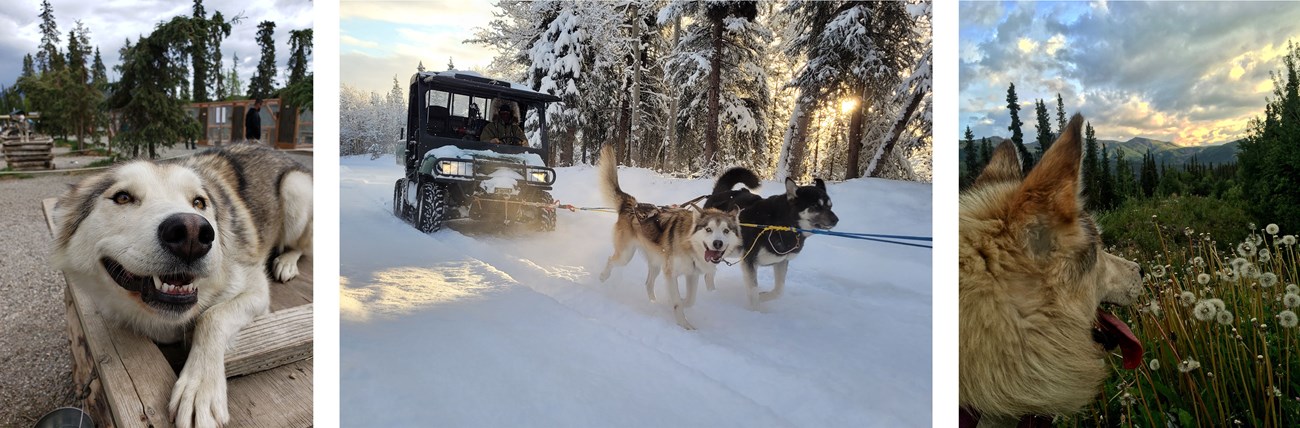 Three Photos of a white sled dog