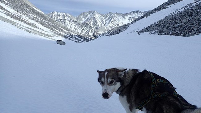 cache, a mostly gray sled dog, standing in front of a snowy mountainous landscape cache, a mostly gray sled dog, standing in front of a snowy mountainous landscape