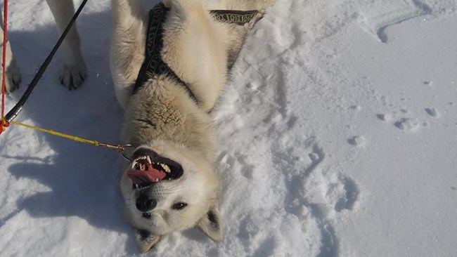 carpe, a light brown sled dog, rolling on his back in the snow carpe, a light brown sled dog, rolling on his back in the snow