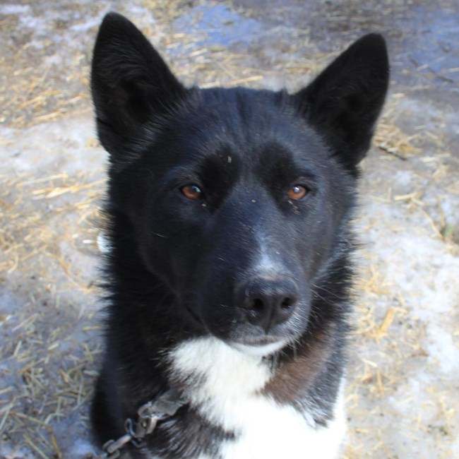 a mostly black sled dog with a white blaze on her chest a mostly black sled dog with a white blaze on her chest