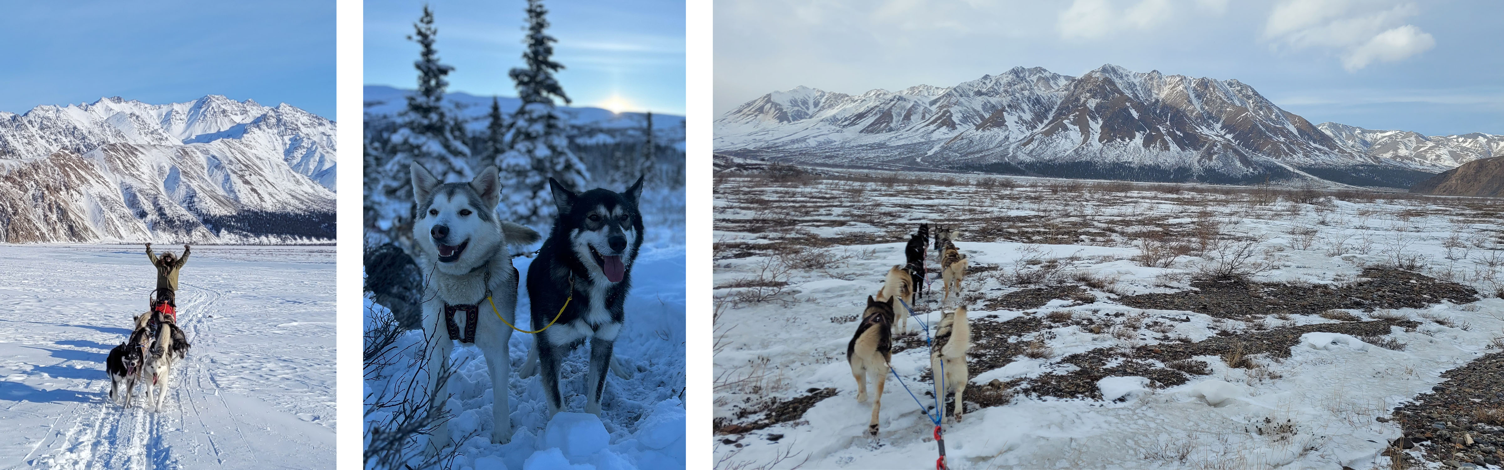 Three photos of a white sled dog