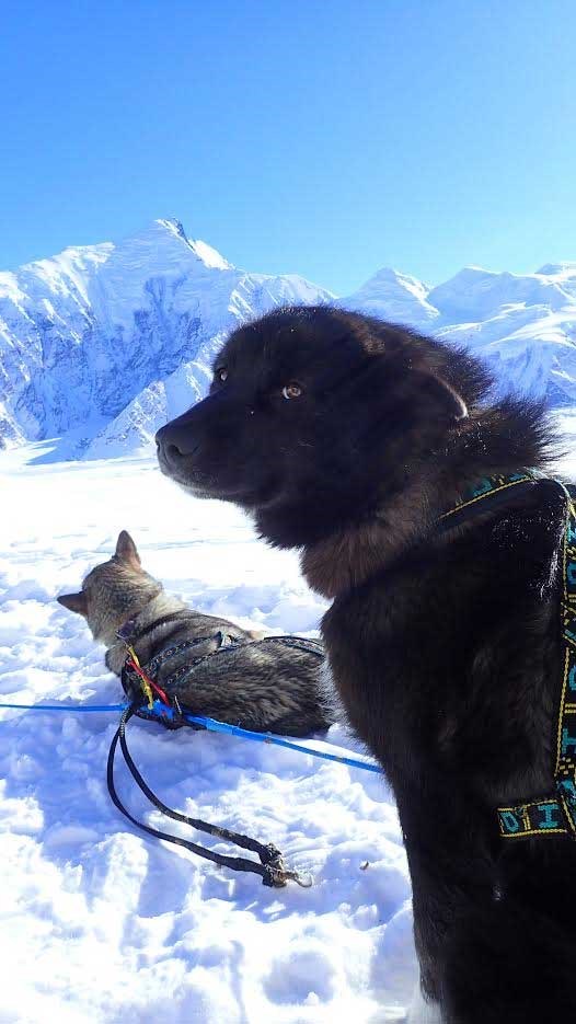 a mostly black husky with a white blaze on its chest