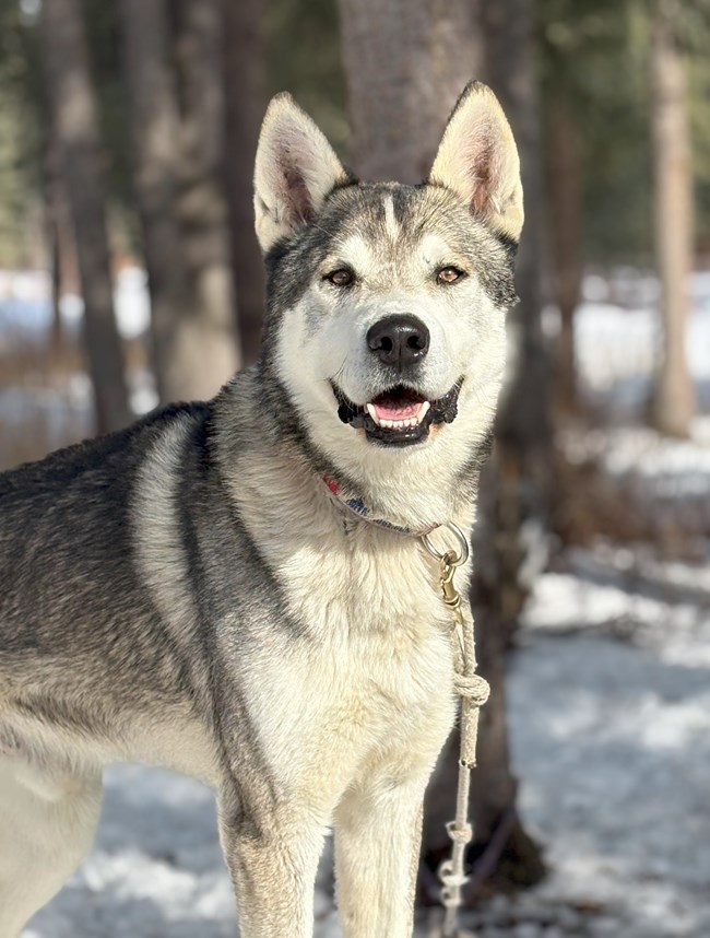Grey husky looks happily at camera