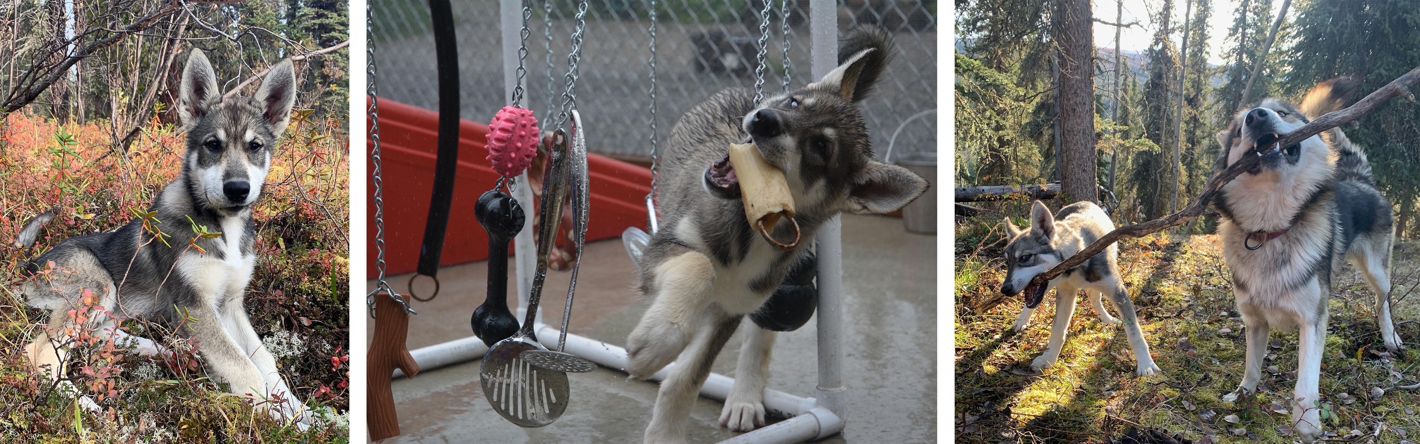 three photos of a grey sled dog puppy