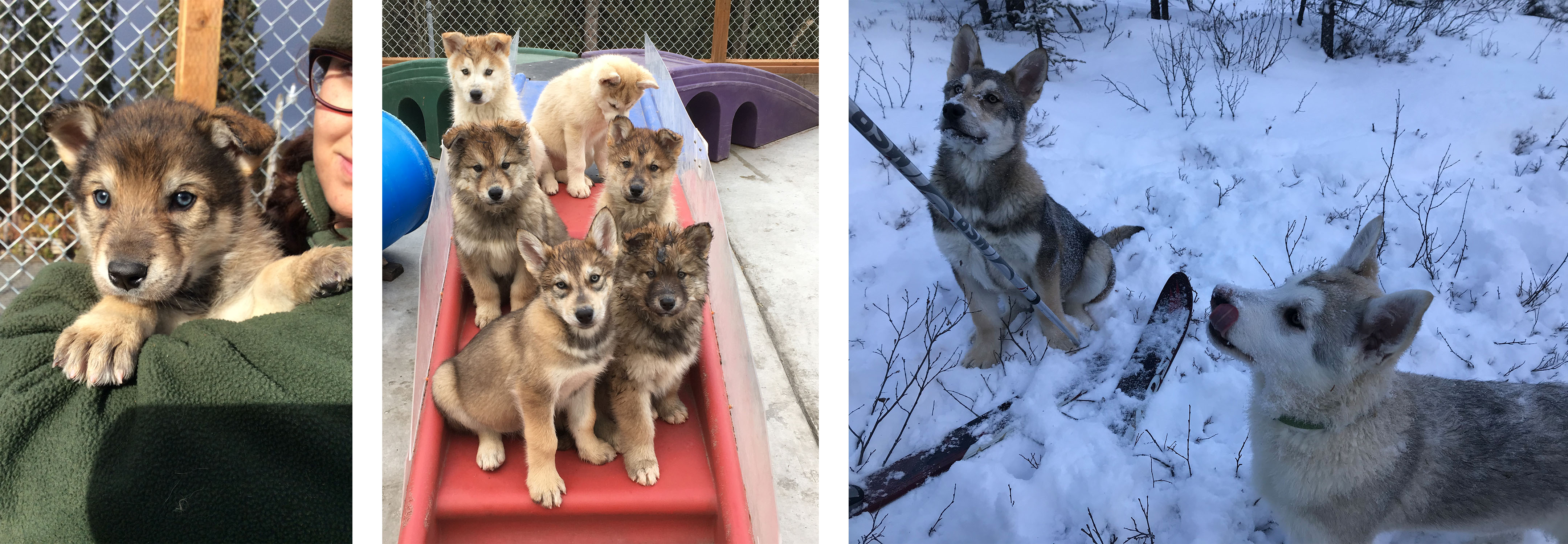 Three photos of a brown husky puppy