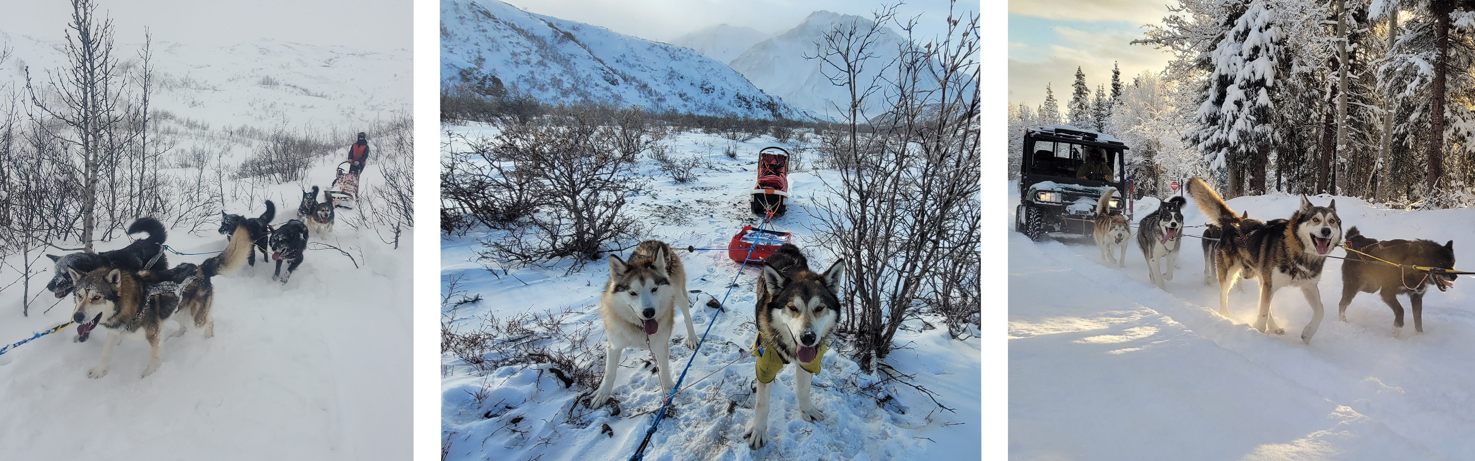 Three photos of a brown sled dog