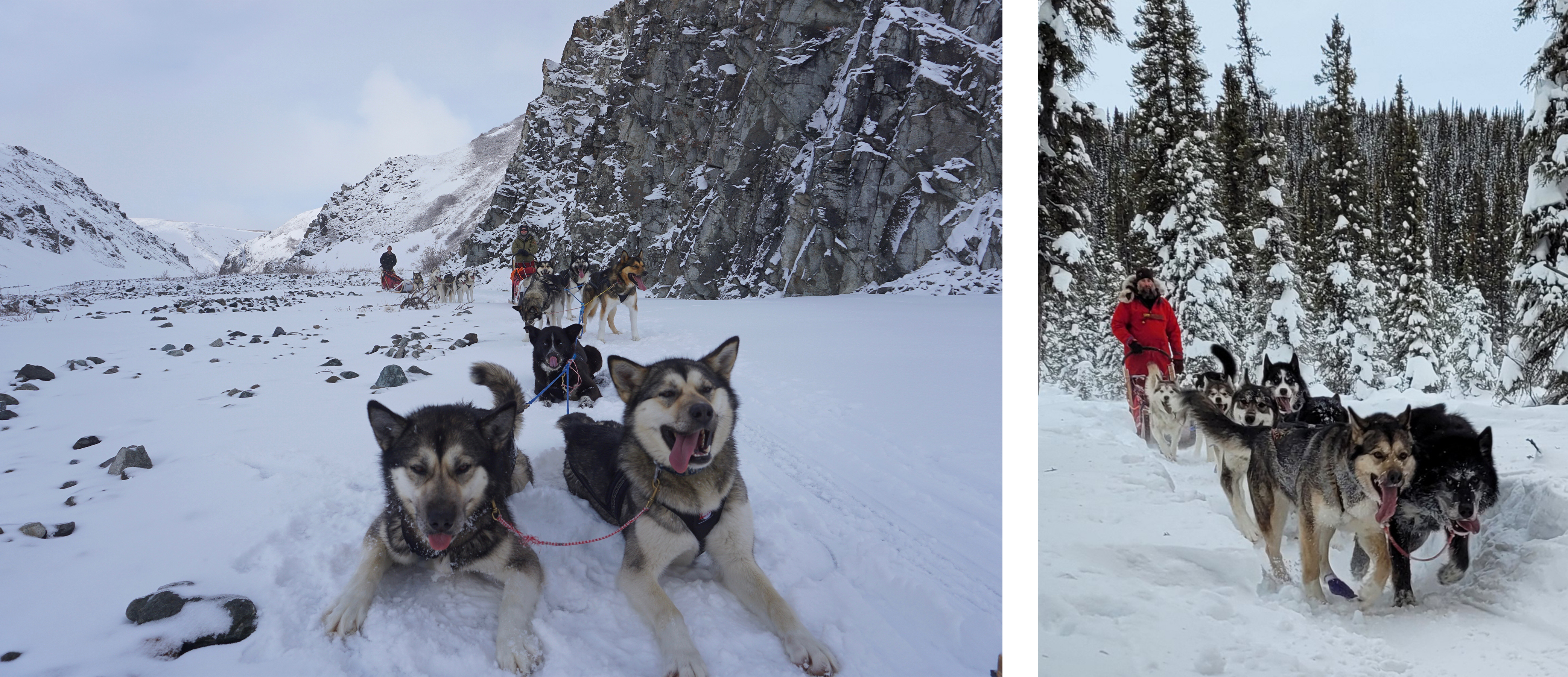 Two photos of a tan sled dog