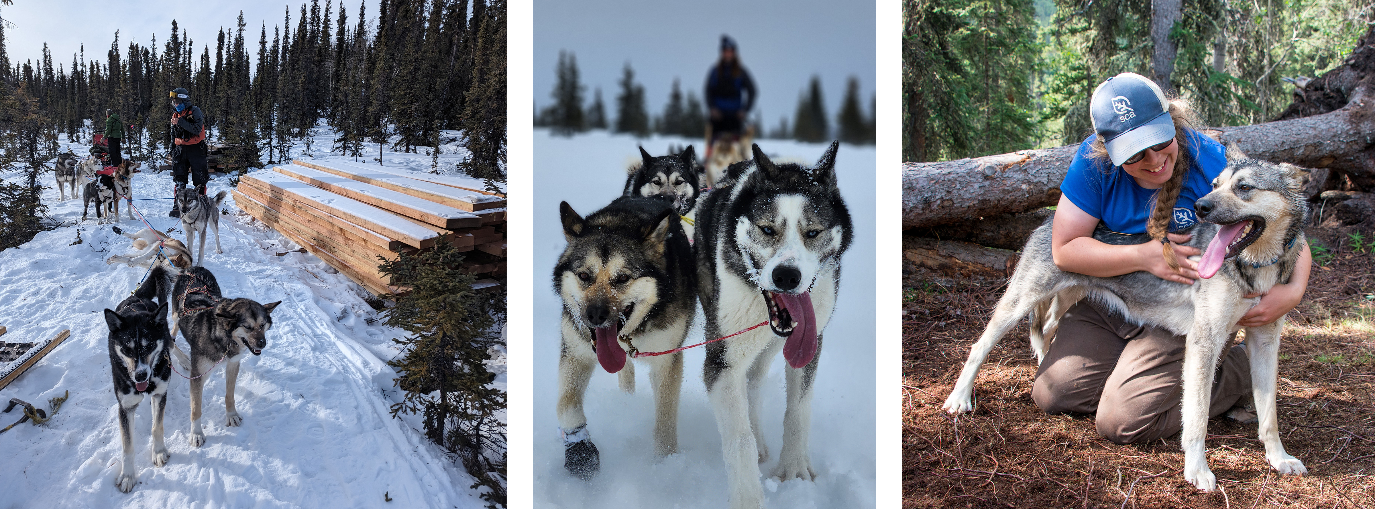 Three photos of a tan husky