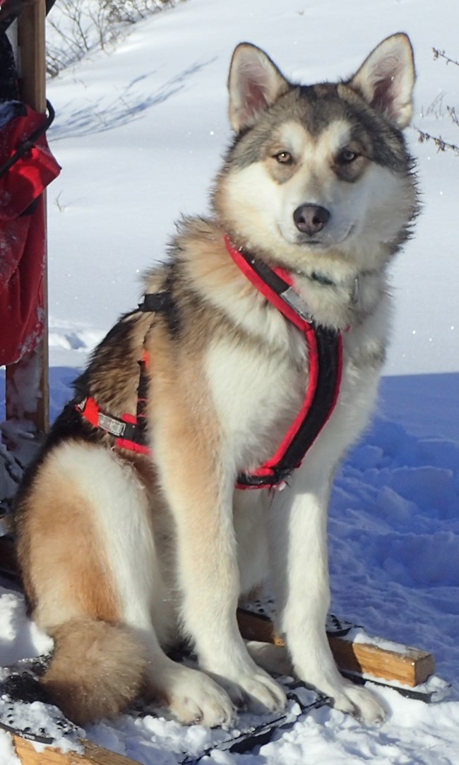 an alaskan husky wearing a harness