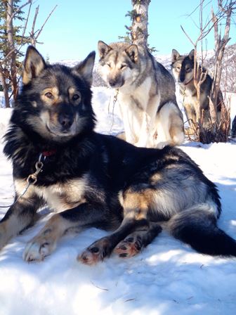 Three sled dogs sitting in snow Three sled dogs sitting in snow