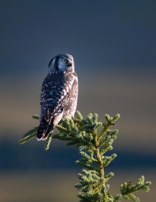 an owl sitting in the top of a spruce tree