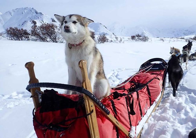 a tan and white alaskan husky