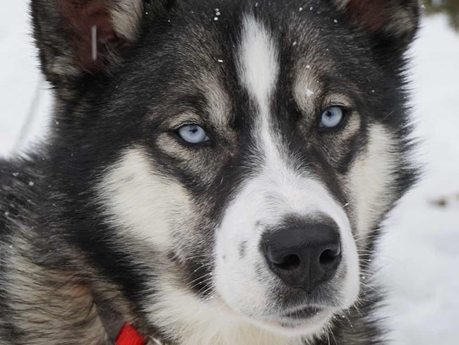 a gray and white alaskan husky