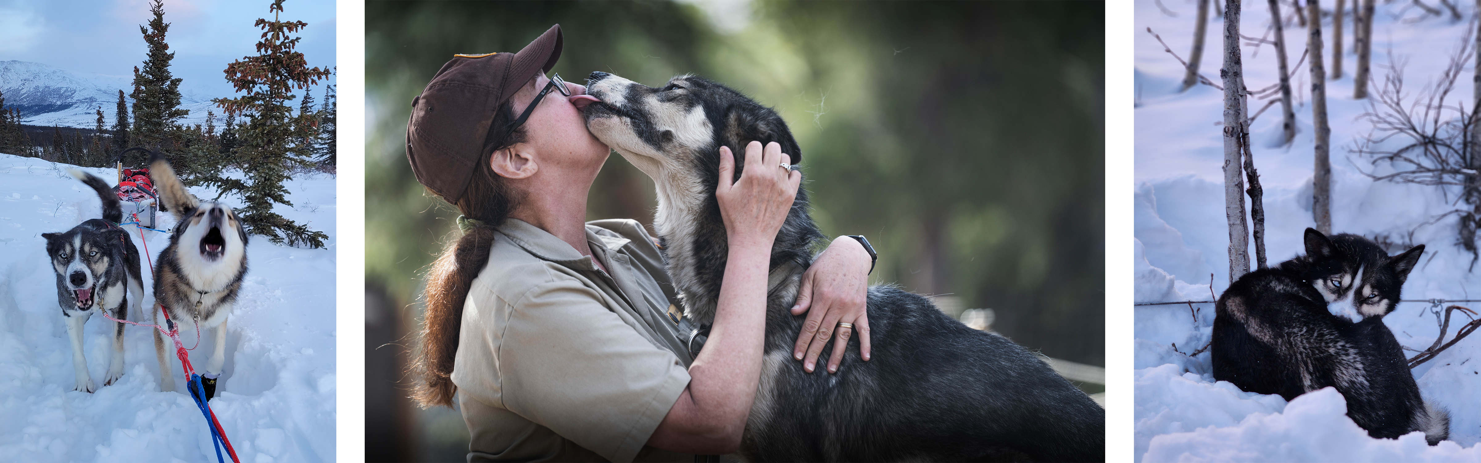 Three photos of a gray and white sled dog
