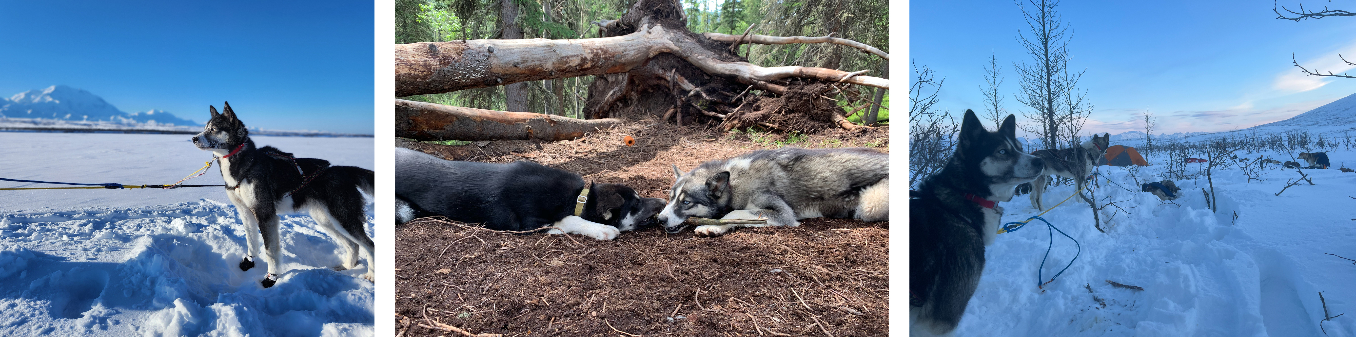 Three photos of a grey and white husky
