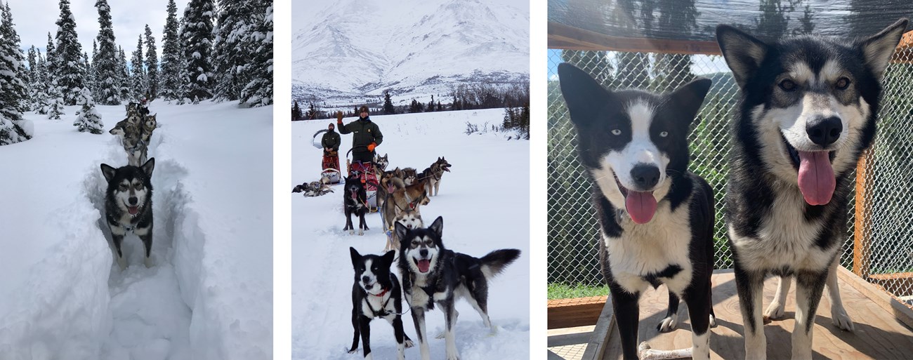Three photos of a grey husky