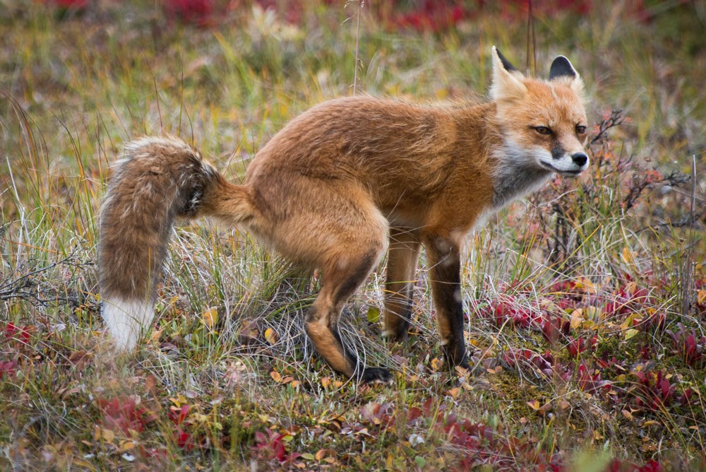 a fox pooping