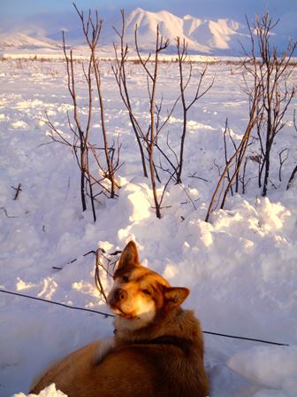 Sled dog in snow Sled dog in snow