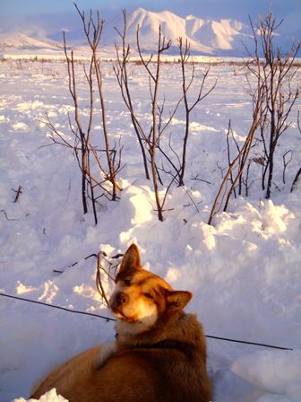 Sled dog in snow